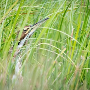 American Bittern | Physical print | Bird photo, bird photography, heron, bird in tall grass, gifts for bird lovers, bird print