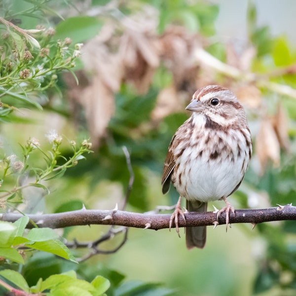 Song Spatz | Physischer Druck | Vogelfoto, Vogelfotografie, Wildtierfotografie, Feldnotizen, Geschenke für Vogelschützer