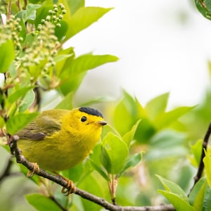Könnte beinhalten: Ein kleiner gelber Vogel mit schwarzem Kopf sitzt auf einem Ast eines grünen, belaubten Baumes.