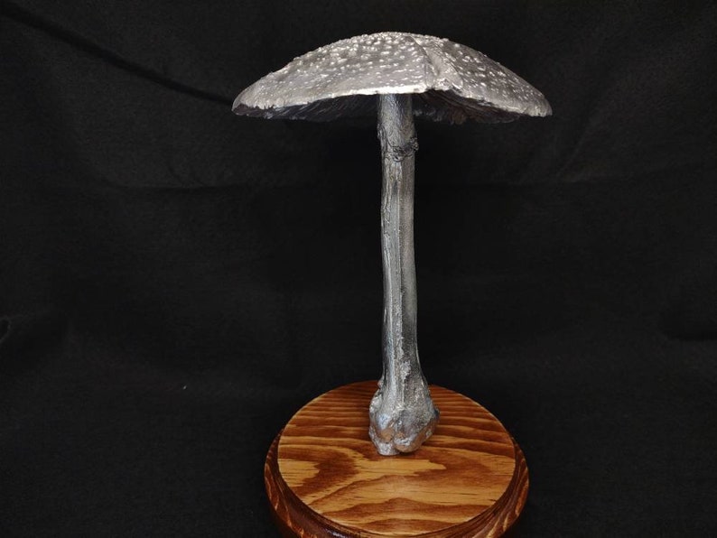 Large Amanita rubescens cast in aluminum displayed on a stained wood base image 1