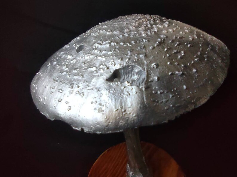 Large Amanita rubescens cast in aluminum displayed on a stained wood base image 6