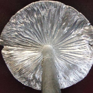 Large Amanita rubescens cast in aluminum displayed on a stained wood base image 5