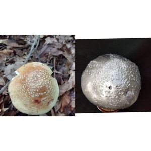 Large Amanita rubescens cast in aluminum displayed on a stained wood base image 9