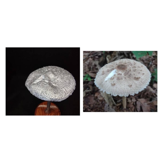 Tall Parasol Mushroom Cast in Aluminum Displayed on a Stained Etsy