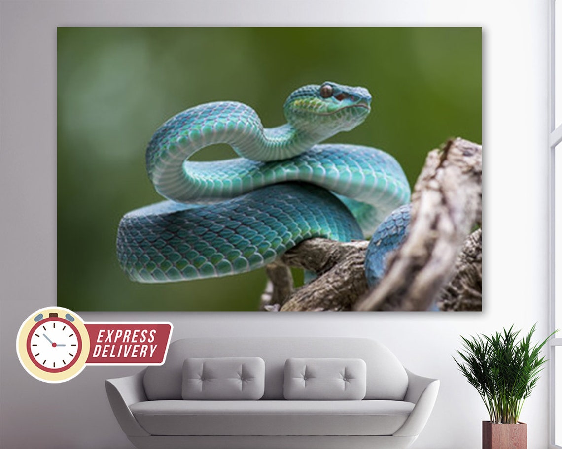 Blue Pit Viper Canvas Print Snakes Wall Art Snake Canvas - Etsy