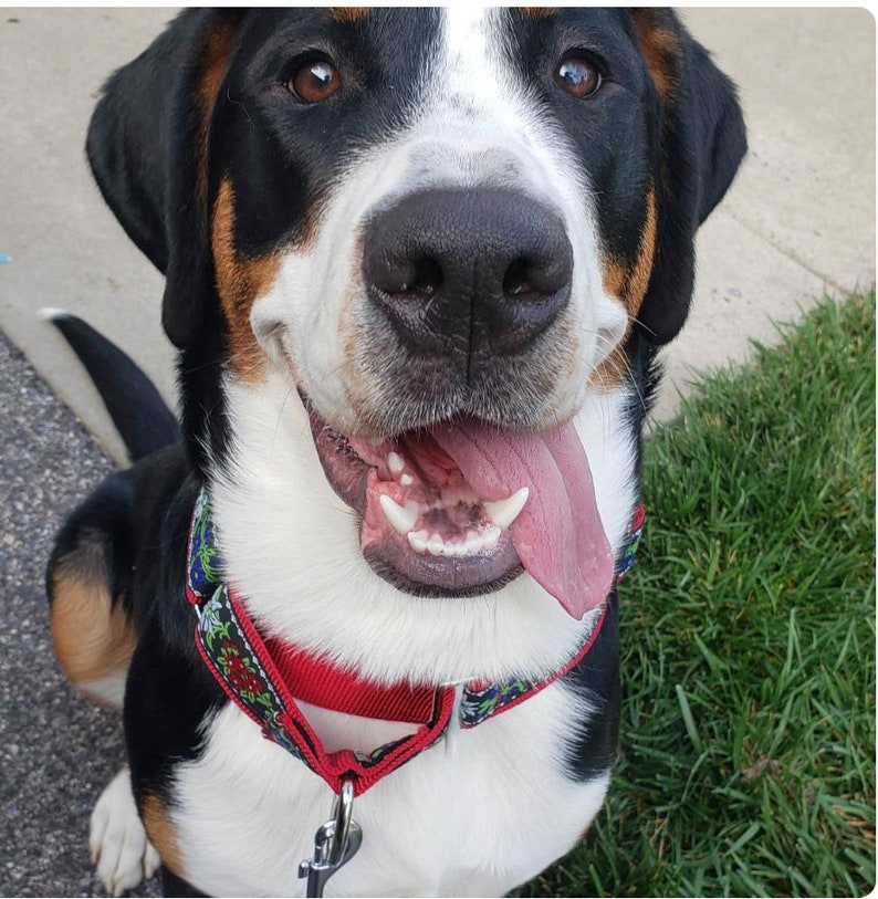 May include: A black, white, and brown dog with a red and floral patterned collar. The dog is smiling with its tongue sticking out.