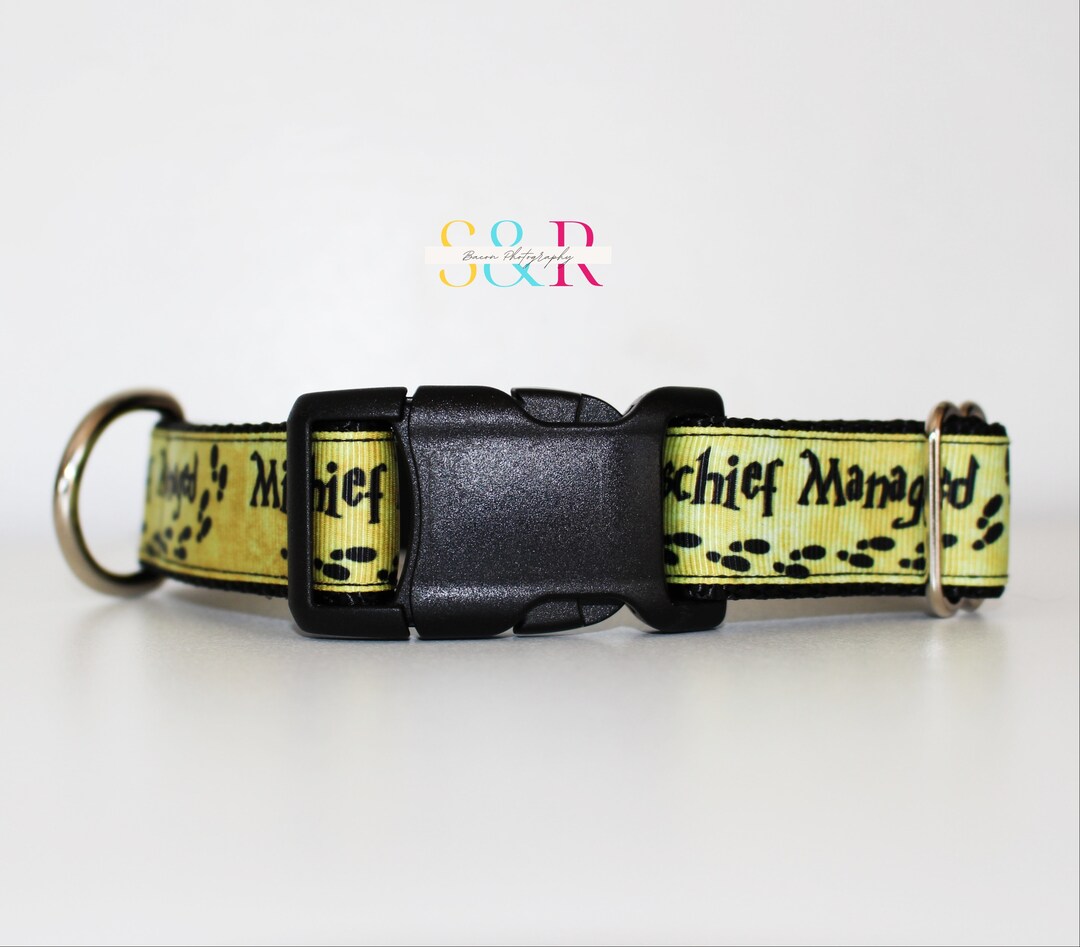 Wizard Dog Collar Managed Mischief Dog Collar 1 Adjustable Dog Collar
