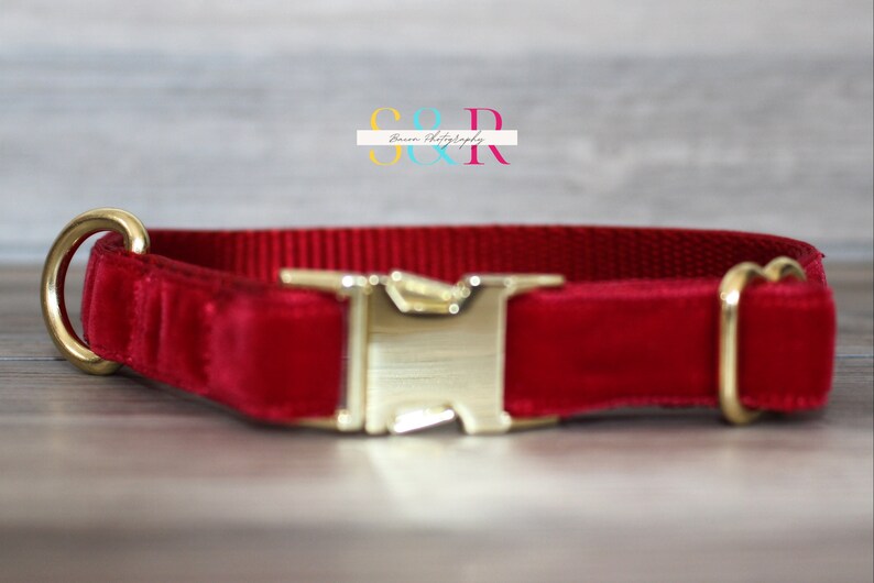Puede incluir: Un collar de perro de terciopelo rojo con herrajes dorados. El collar tiene un cierre de hebilla y dos anillas en D.