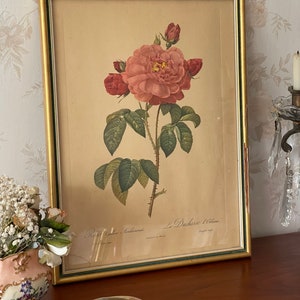 P.J. Dreaded Rose. Golden wooden frame. Framed botanical print. Vintage French.