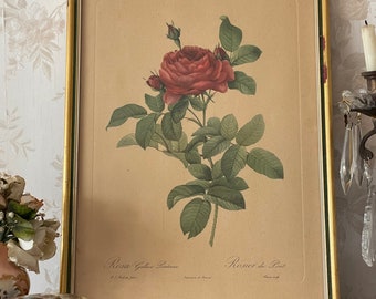 P.J. Redouté de rose. Cadre en bois doré. Impression botanique encadré. Vintage Française.