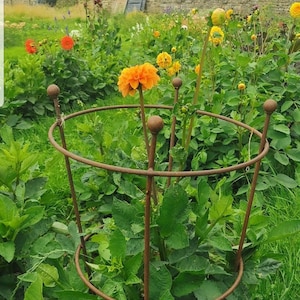 May include: A rusty metal plant support cage with two circular rings, supporting a single orange dahlia flower with green leaves. The cage is surrounded by a variety of green plants and flowers, including yellow dahlias.