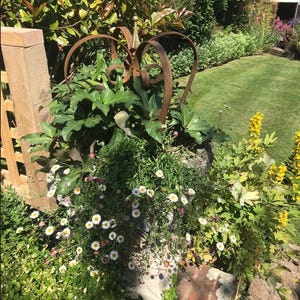 May include: A rusty metal crown-shaped garden decoration with a pointed top, surrounded by green plants and white flowers.