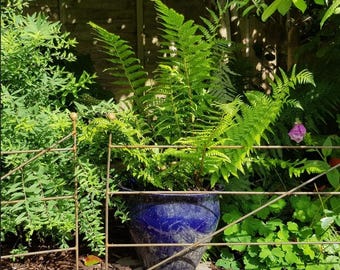 May include: A green fern plant in a blue ceramic pot, surrounded by a metal fence and other greenery.