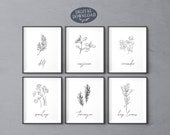Printable Kitchen Wall Art, Botanical Print Set, Set of 6 Herbs, Dill, Marjoram, Coriander, Parsley, Tarragon, Bay Leaves