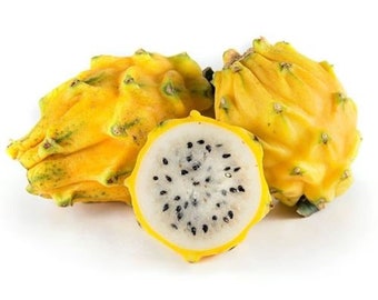 American Beauty Dragon Fruit Plant