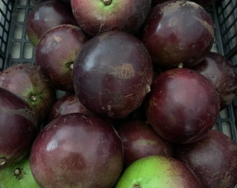 Fresh Star Apple Caimito The Actual Fruit, maybe Purple or Green variety depending on availability