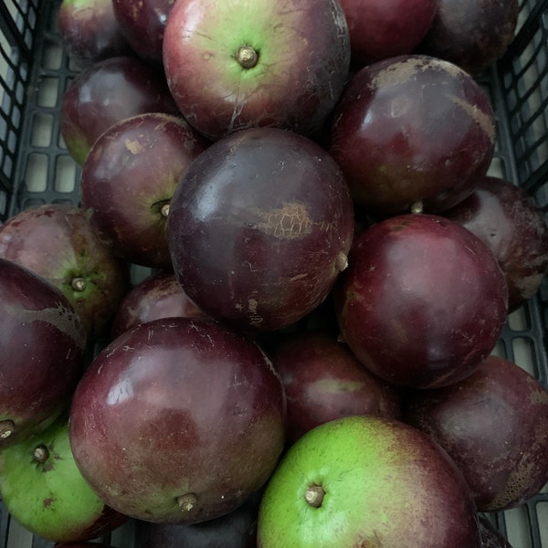 Fresh Star Apple Caimito The Actual Fruit, maybe Purple or Green variety depending on availability