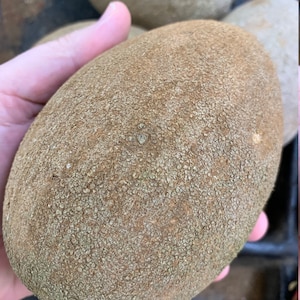 Fresh Mamey Sapote (4 lbs total weight)