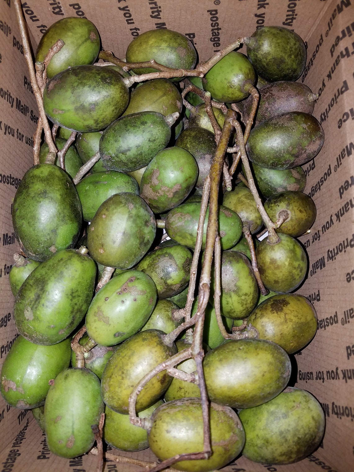 Fresh June Plum 3 LBS The Actual Fruit Free Shipping Etsy