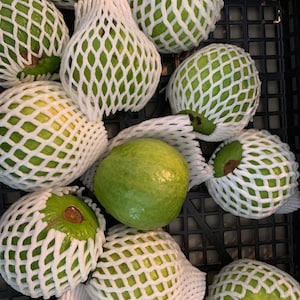 May include: A close-up shot of several green guavas, some wrapped in white protective netting, arranged in a black plastic crate. The guavas vary in shape, with some round and others more pear-shaped. The netting provides a contrasting texture.