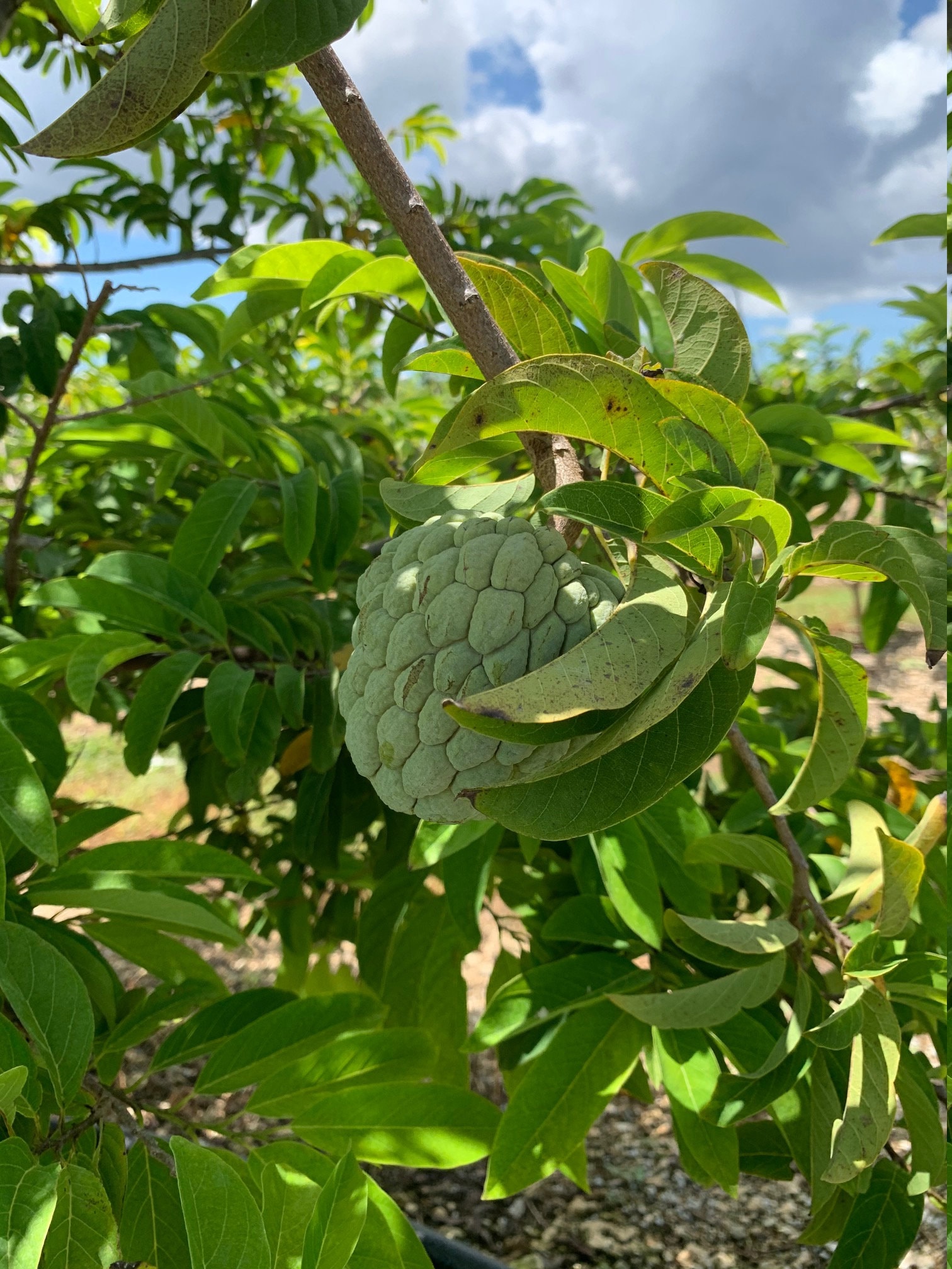 Fresh Sugar Apple 3 lbs The actual fruit Etsy