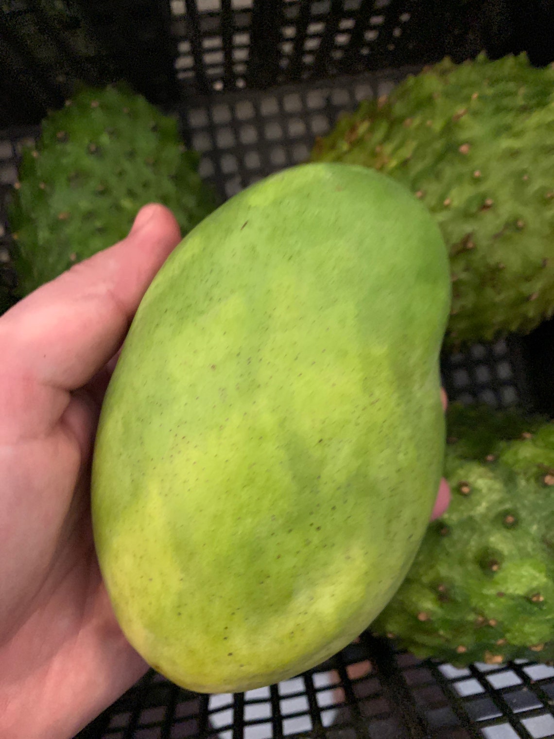 Fresh Florida Mangos 4 lbs The Actual Fruit Free Shipping Etsy