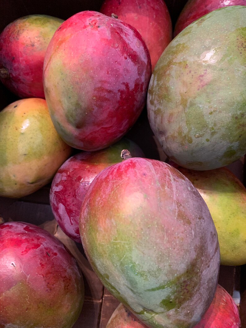 Fresh Florida Mangos 4 lbs The Actual Fruit Free Shipping Etsy