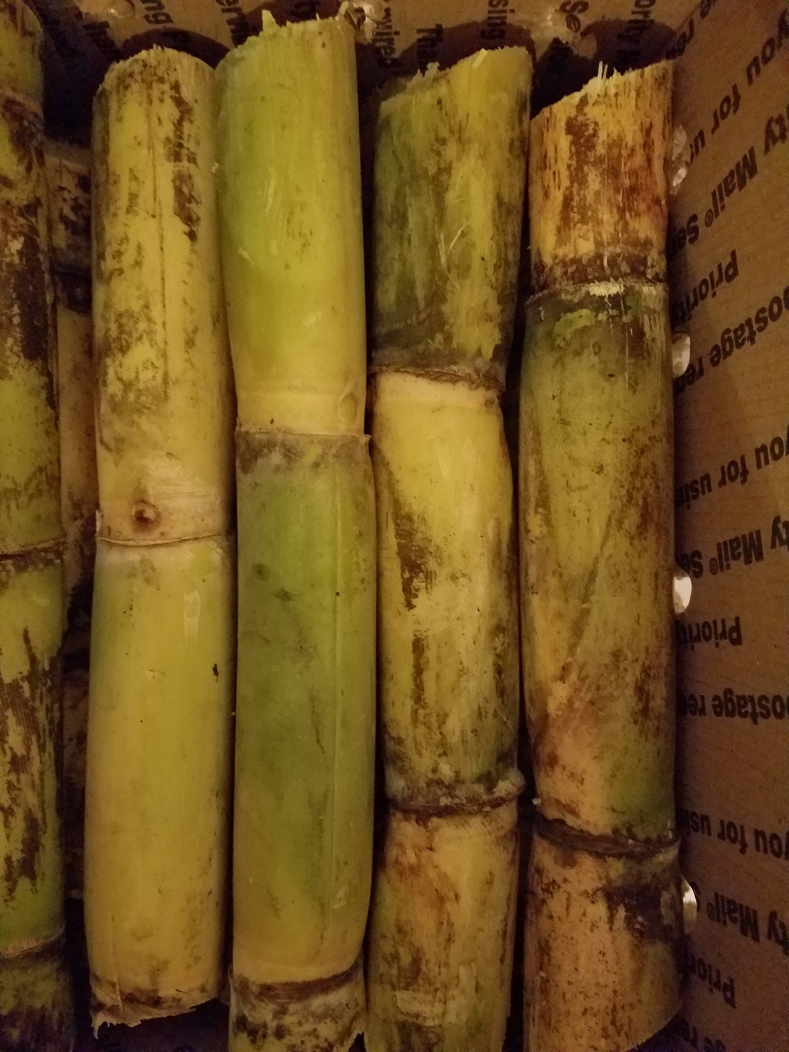 Fresh Sugarcane 5 LBS Free Shipping Etsy