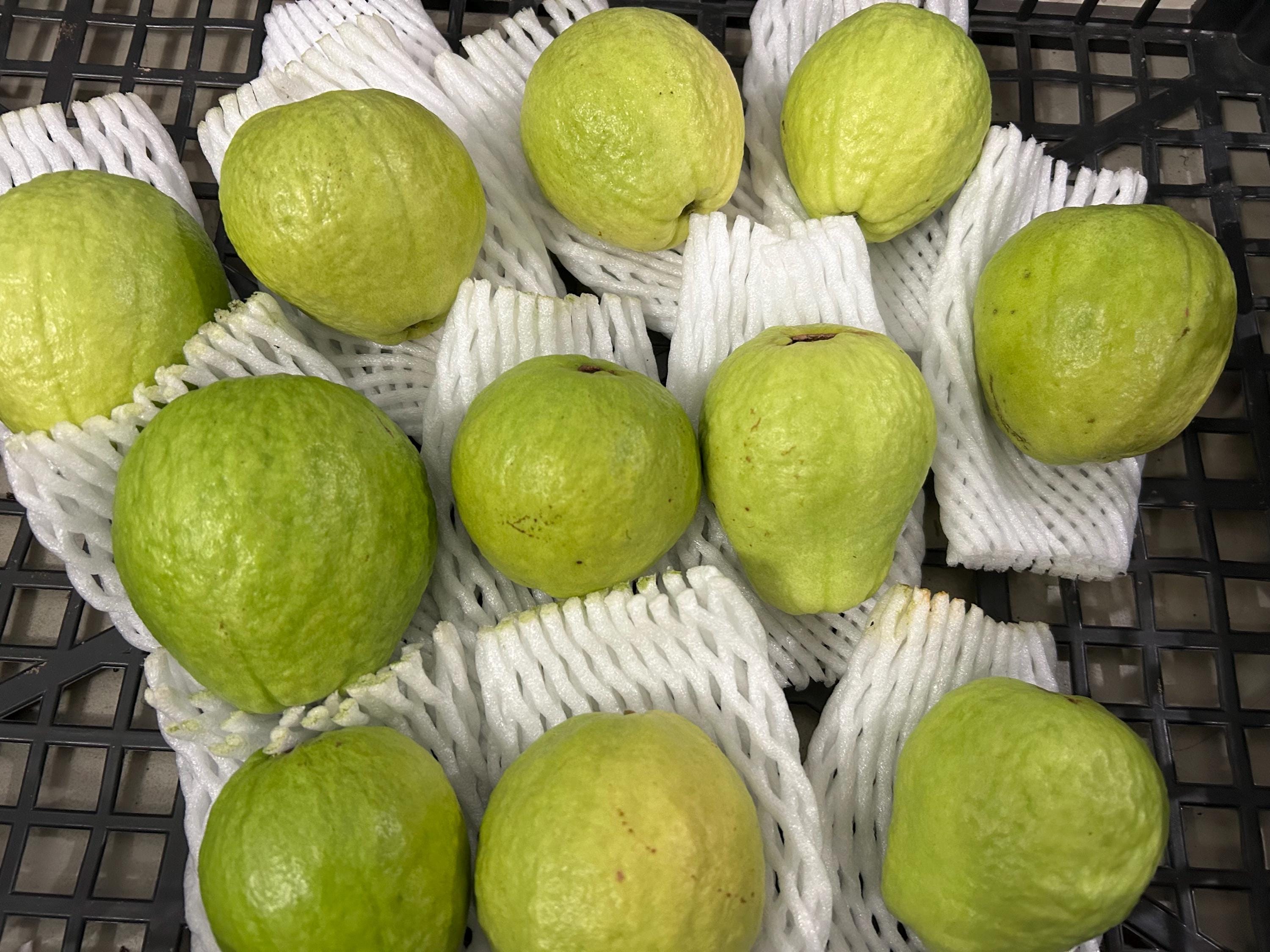 Pink Guava Fruit - Etsy, image size:3000x2250