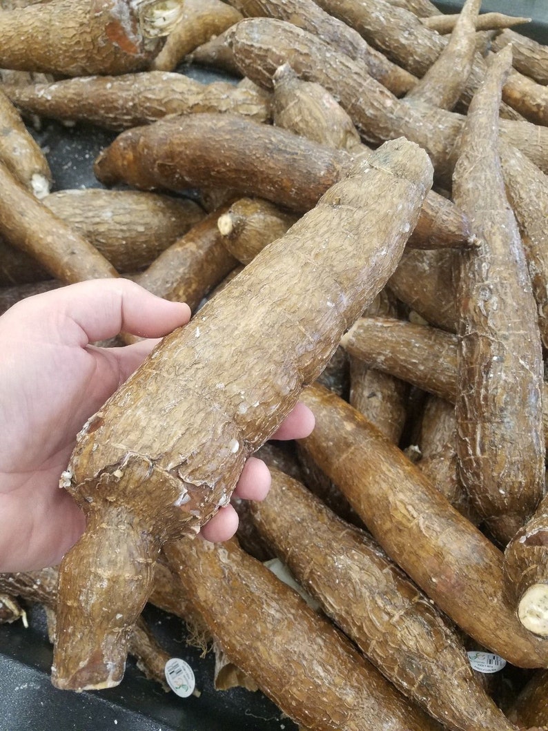 Fresh Yuca Root 5 lbs