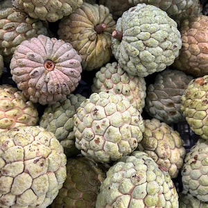 May include: A collection of cherimoya fruits featuring a segmented, scaly green and pale pink exterior. Each fruit has a rounded, bumpy surface with distinct hexagonal patterns. The fruits are clustered together, showing variations in color and texture.