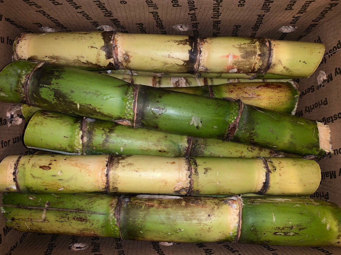 Fresh Sugarcane 5 LBS Free Shipping Etsy