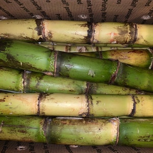Fresh Cut Sugarcane Sticks