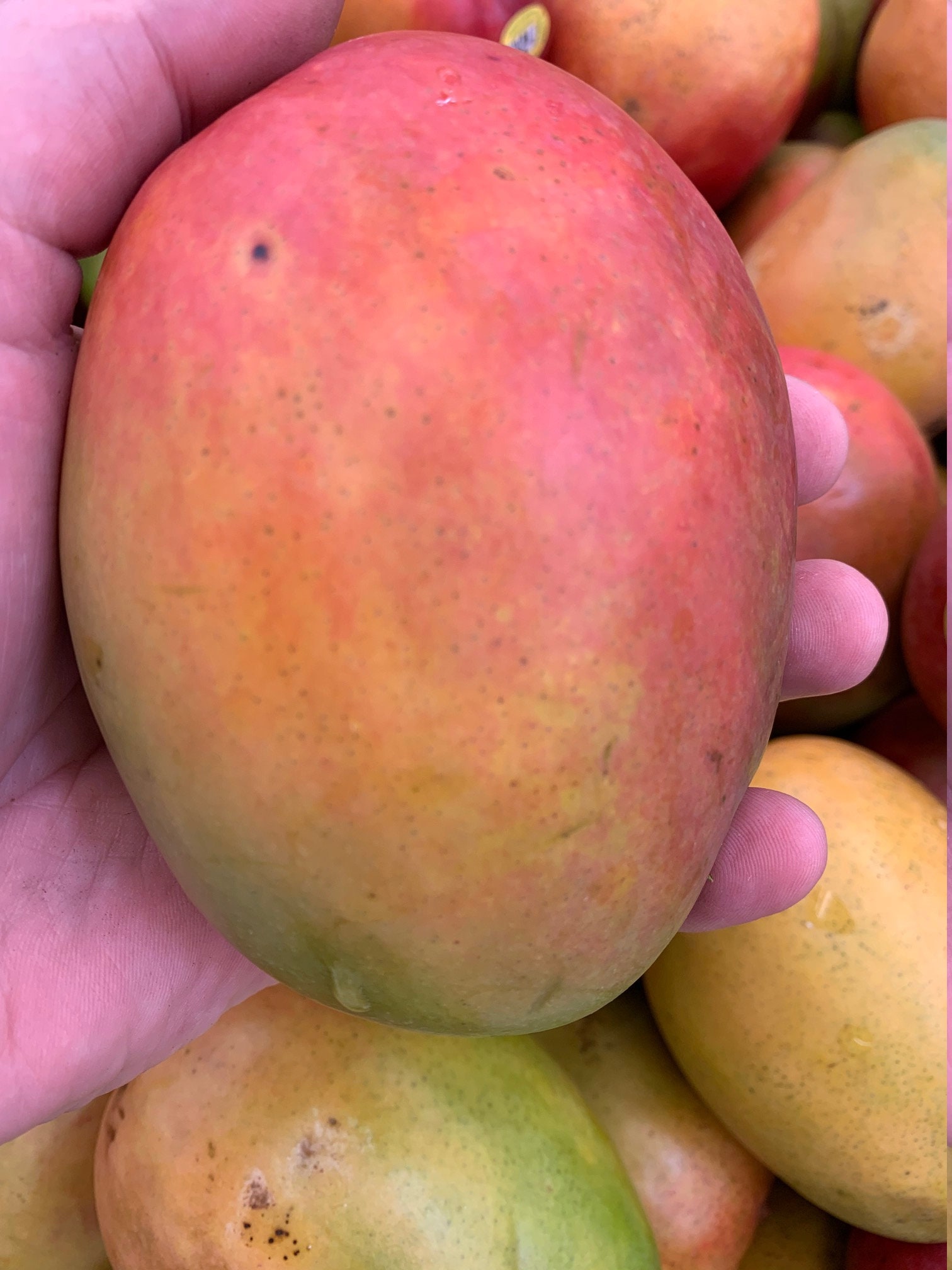 Fresh Mangos 5 lbs The Actual Fruit Free Shipping Etsy