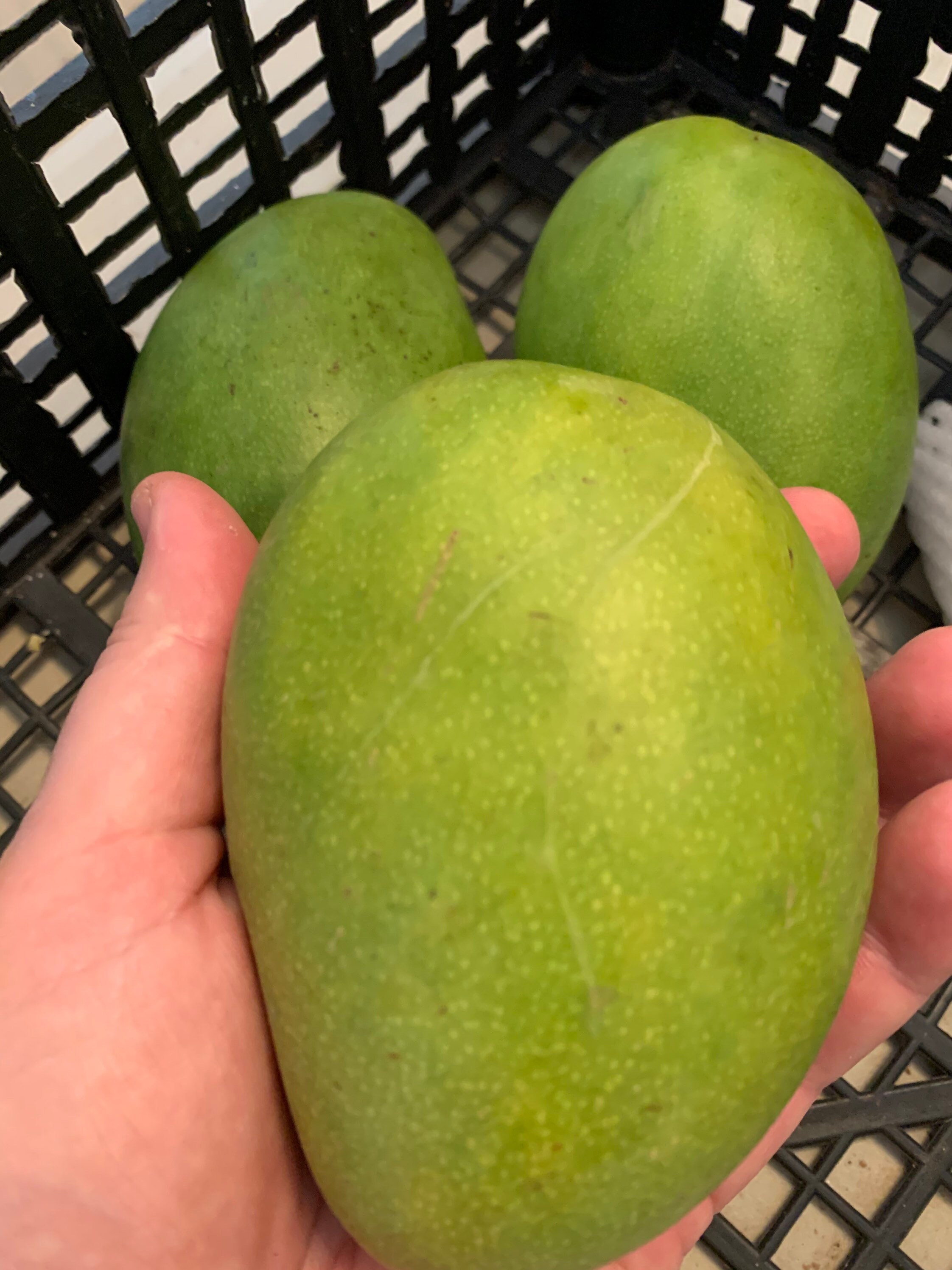 Fresh Florida Mangos 4 lbs The Actual Fruit Free Shipping Etsy