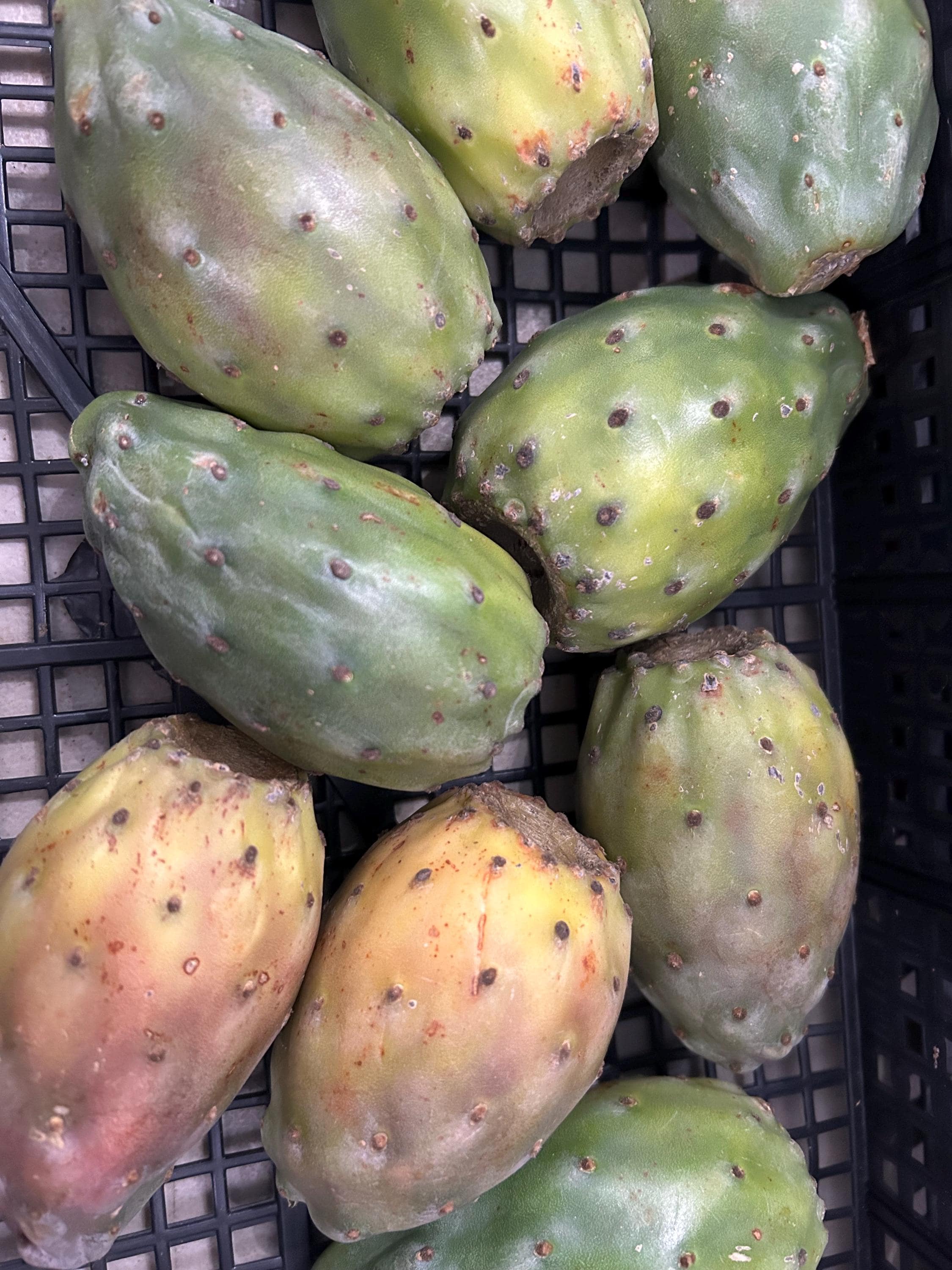 Cactus Pear Fruit: Prickly Pear (8 Count) - Etsy