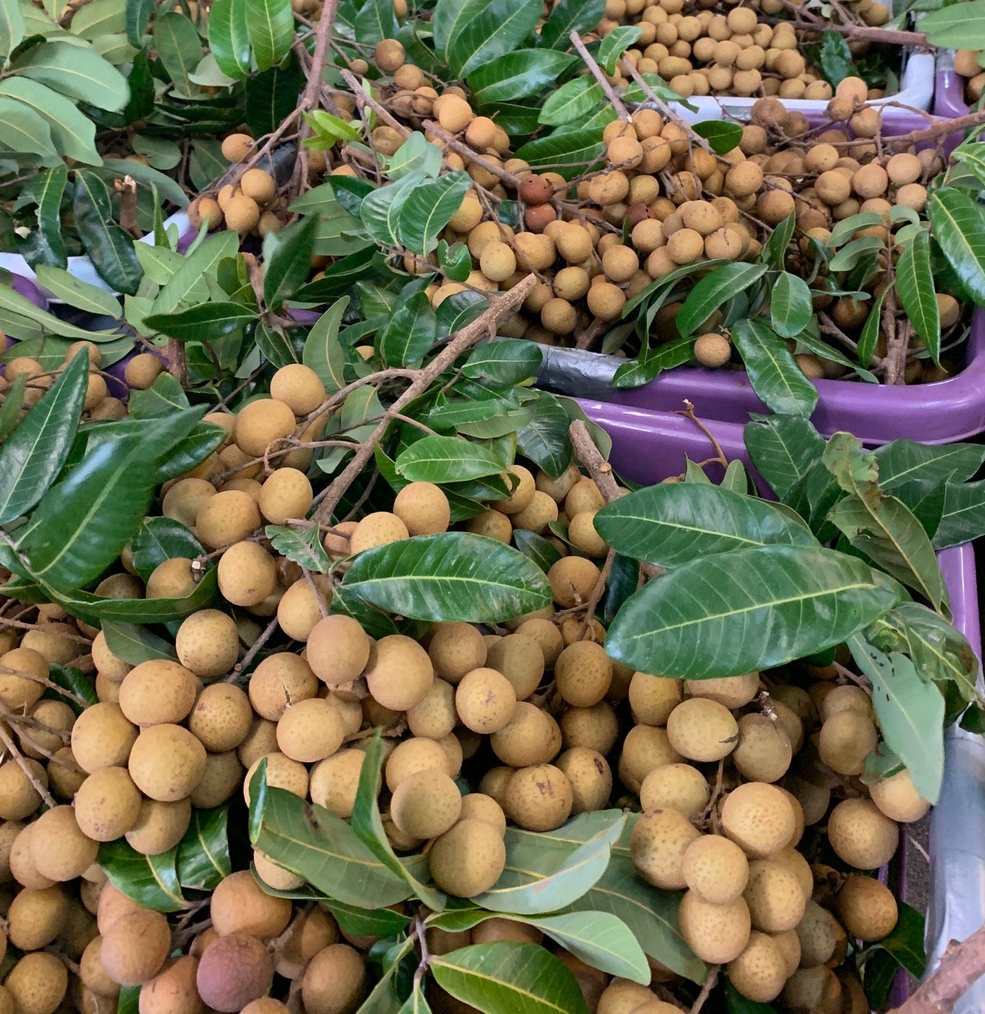 Fresh Longan 2 LBS The Actual Fruit Etsy