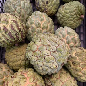 Fresh Sugar Apple   The actual fruit