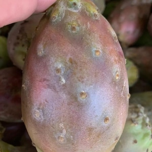 Cactus Pear Fruit (8 count) Prickly Pear The Actual Fruit