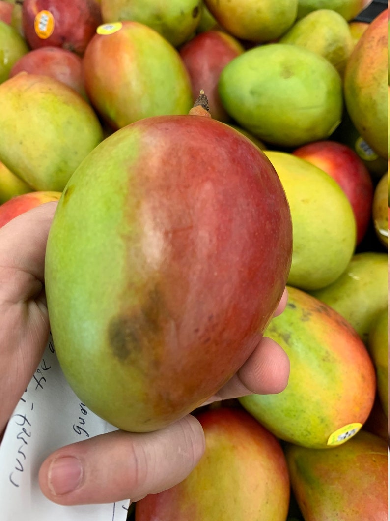 Fresh Florida Mangos 4 lbs The Actual Fruit Free Shipping Etsy