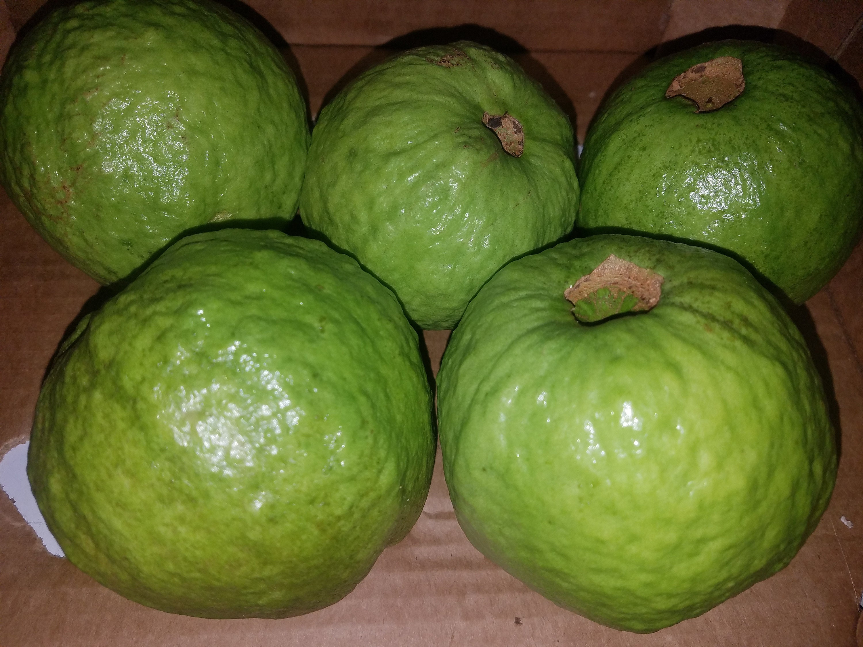 Fresh Thai Guava 2 LBS the actual fruit Etsy