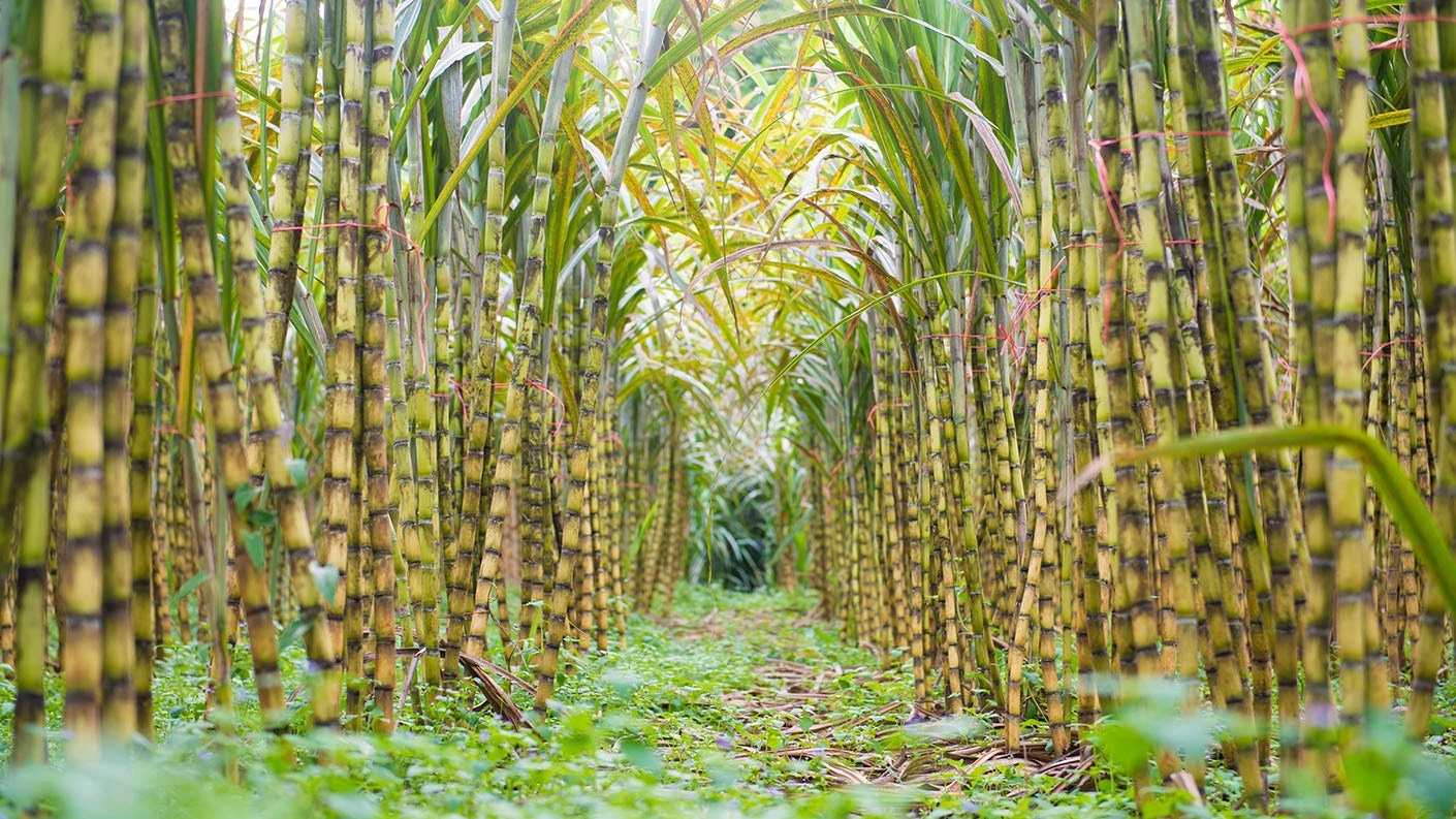 Fresh Sugarcane 5 LBS Free Shipping Etsy