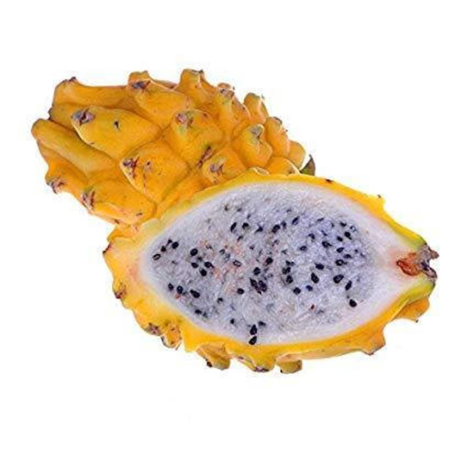 Yellow Dragon Fruit 6 Fruit the Actual Fruit Free Shipping Etsy