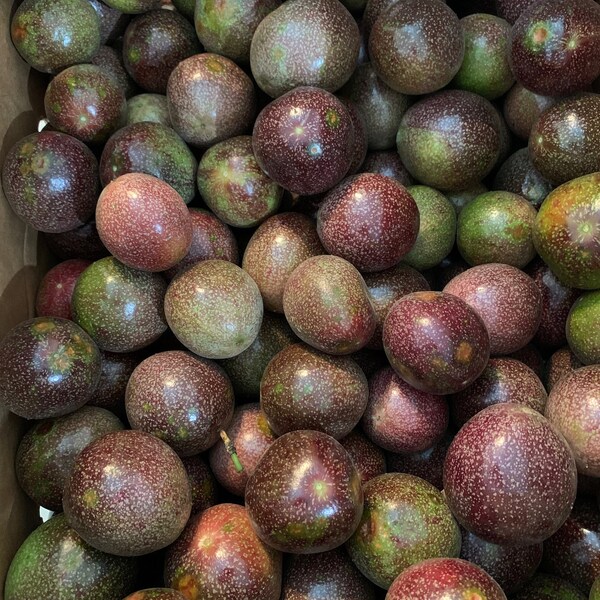 Passion Fruit Plant Etsy