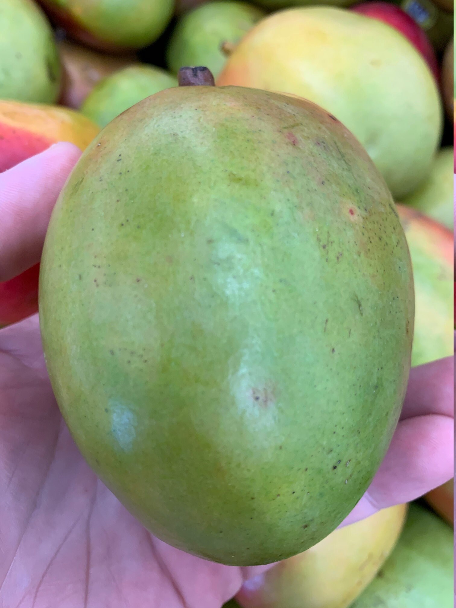 Fresh Florida Mangos 4 lbs The Actual Fruit Free Shipping Etsy