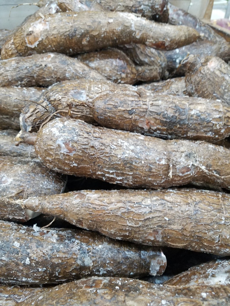 Fresh Yuca Root 5 lbs