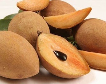 Sapodilla (Nispero) Chico Naseberry The Actual Fruit