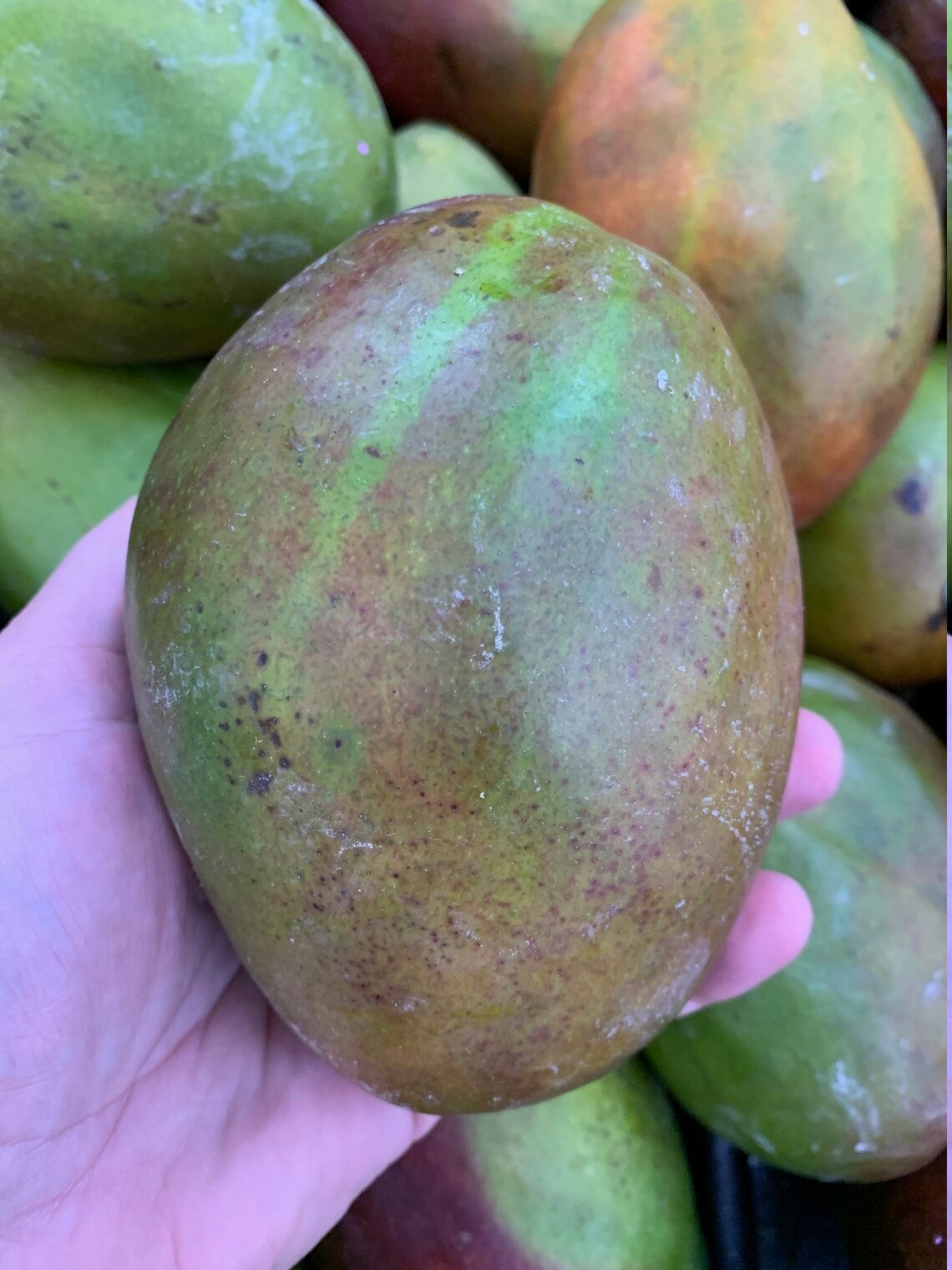 Fresh Florida Mangos 4 lbs The Actual Fruit Free Shipping Etsy