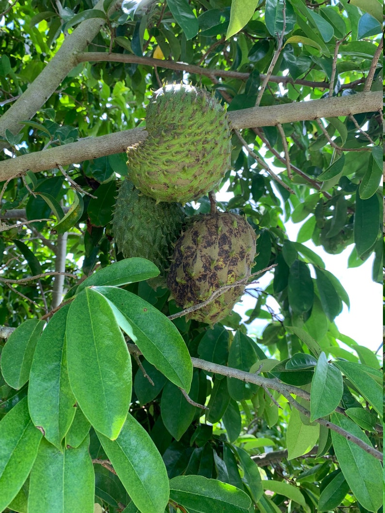 Fresh Soursop Guanabana The Actual Fruit 2 LBS Free Etsy