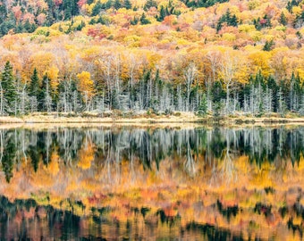 Beaver Pond, New Hampshire, Fall Foliage, Travel Photography Print, Available as Photo Print or Metal Print